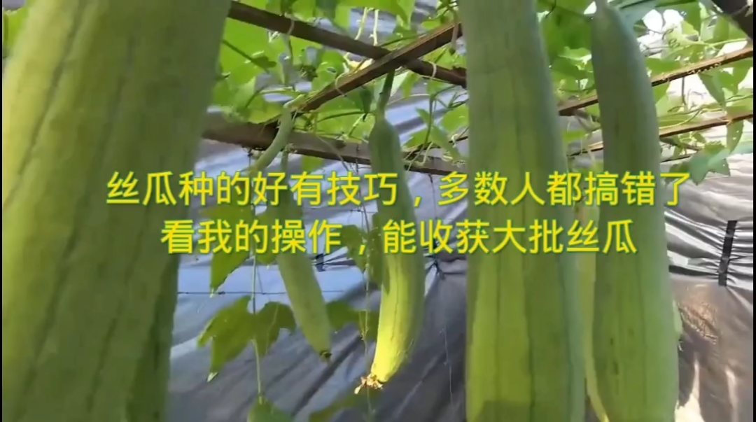 丝瓜种植，从种子到收获的全过程