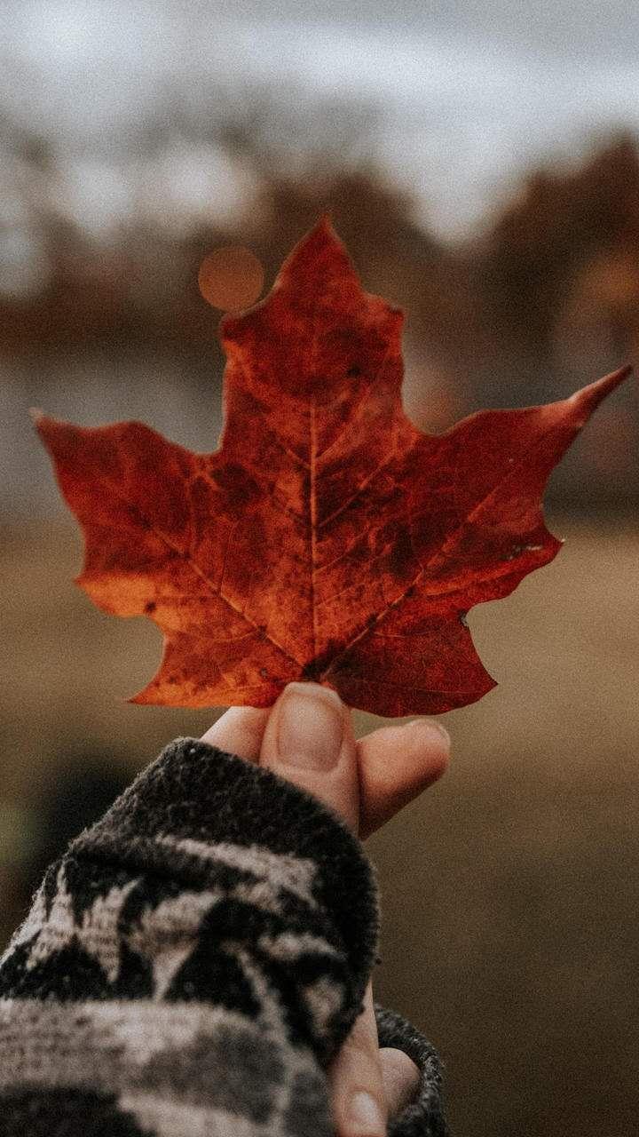 晚上玩手机与失眠的困扰