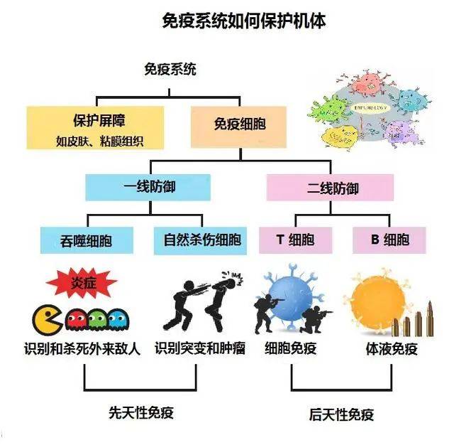 免疫调节，关键机制与影响因素