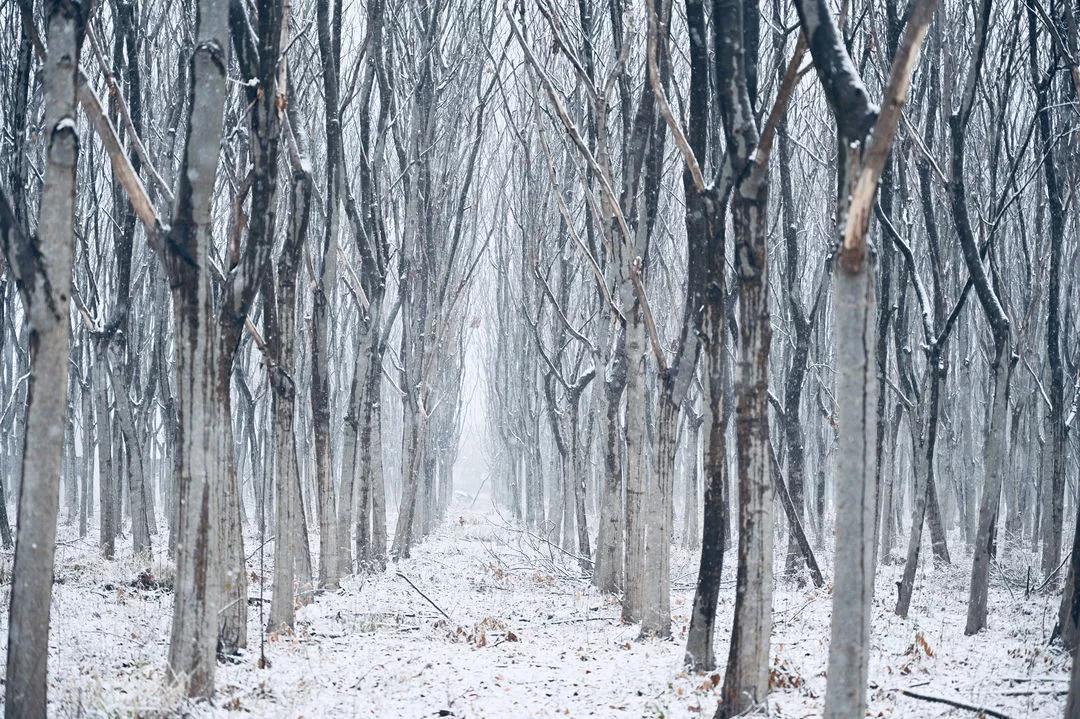 小雪花，冬日之舞与生命的启示