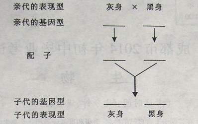 基因的显性与隐性，生命的奥秘解析