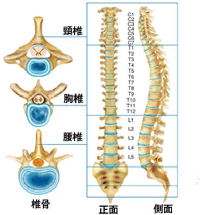 探索胯下之奥秘，人体结构的独特之处