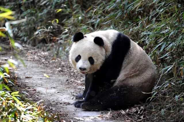 大熊猫视频，探索自然与文化的交融之美