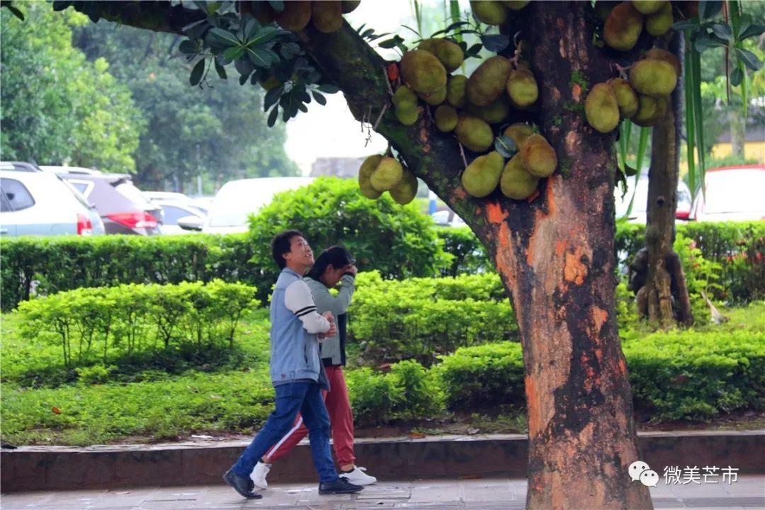 炸弹树的奥秘与威力