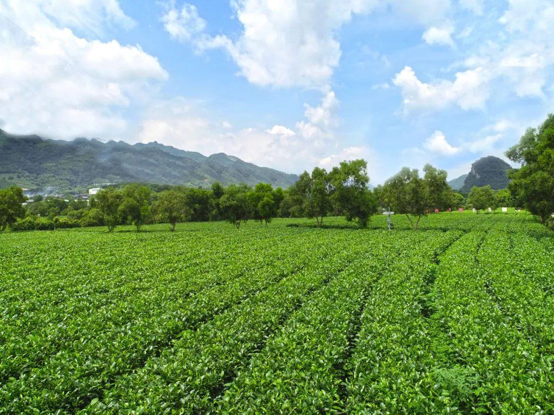 加盟茶叶店，开启优雅事业的新篇章