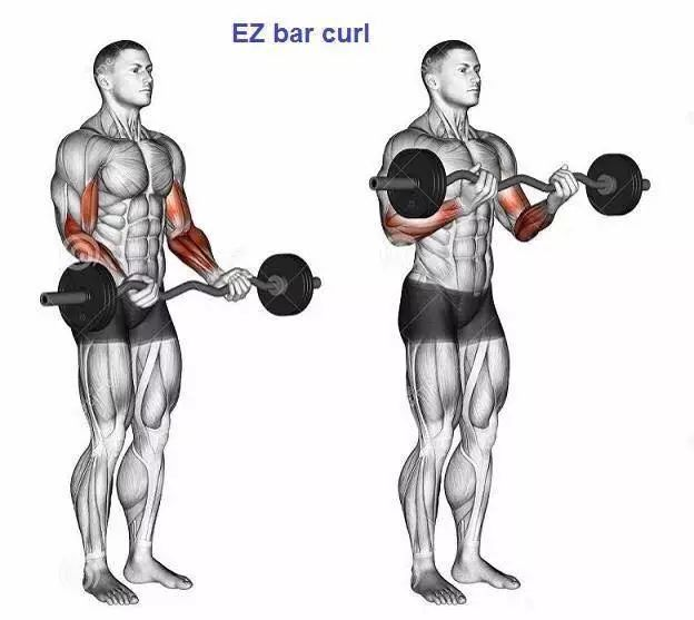 肱二头肌锻炼全攻略，高效锻炼方法