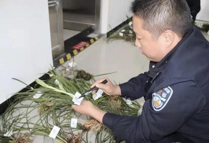 野生兰草的独特魅力与保护价值