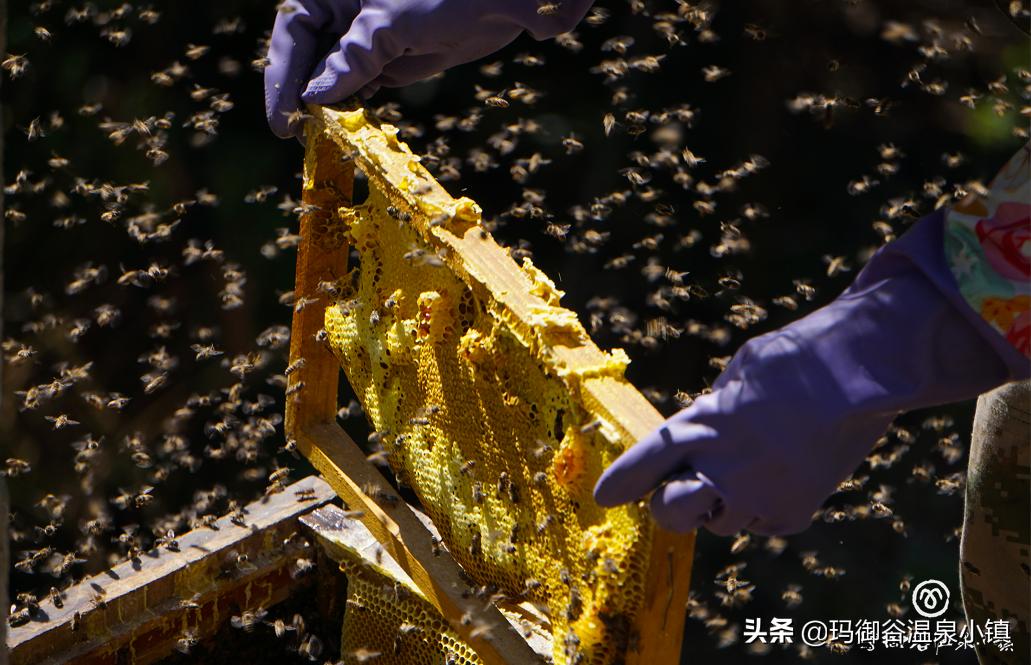 稻花鱼，田园诗意的生态美味