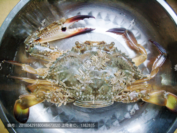 海螃蟹，海洋中的独特生物