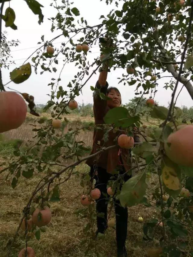 高科技种植蔬菜，未来农业的新篇章