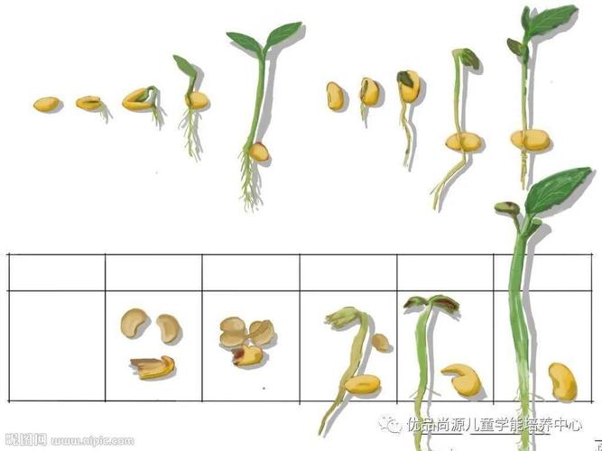 黄豆的生长过程，从种子到丰收的奇妙旅程