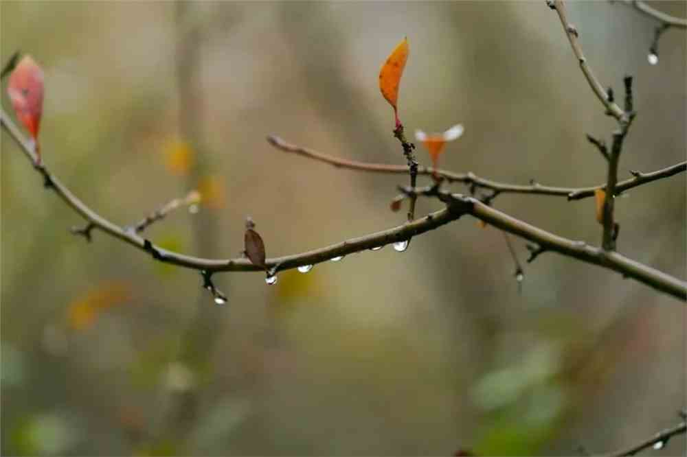 十一月的雨，深情与哀愁的交织