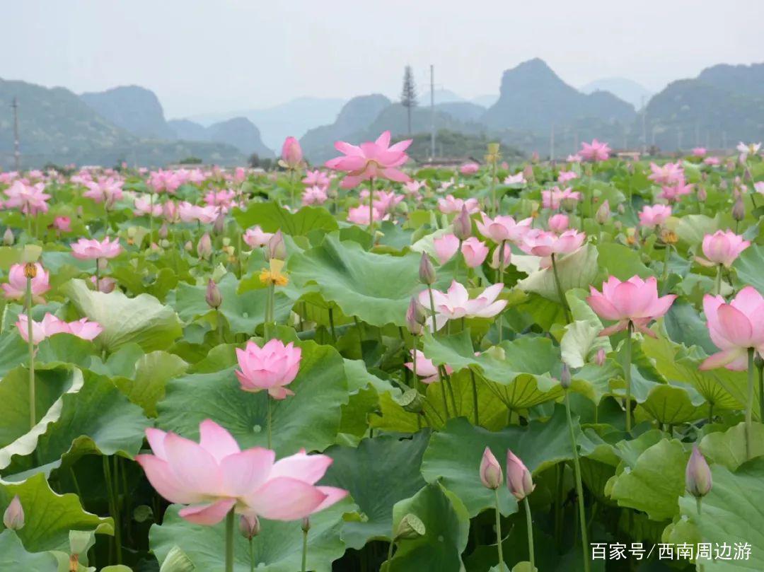 杭州西湖区美食滤镜，品味独特风味，领略美食魅力