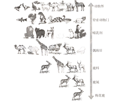 种群，生命的多样性与生态平衡的关键